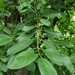 Dahurian Buckthorn - Photo (c) snv2, all rights reserved, uploaded by snv2
