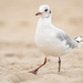 Black-headed Gull - Photo (c) 异草志, all rights reserved, uploaded by 异草志