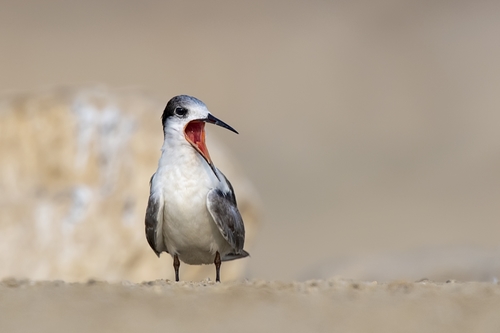 White-cheeked Tern
