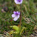 Pinguicula nevadensis - Photo (c) Ingeborg van Leeuwen, all rights reserved, uploaded by wildchroma