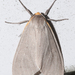 Unexpected Cycnia Moth - Photo (c) Eric Williams, all rights reserved, uploaded by Eric Williams