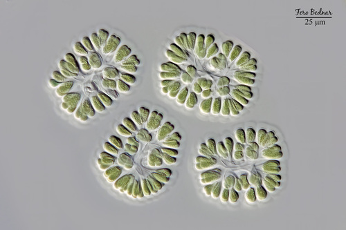 Gomphosphaeria aponina