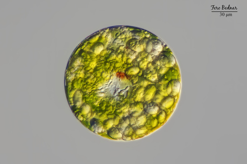 Euglena