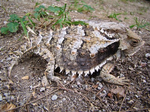 Giant Horned Lizard