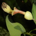 Aristolochia odora - Photo (c) David Tng, all rights reserved, uploaded by David Tng
