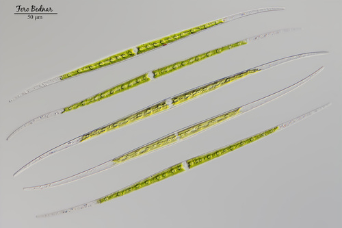 Closterium aciculare