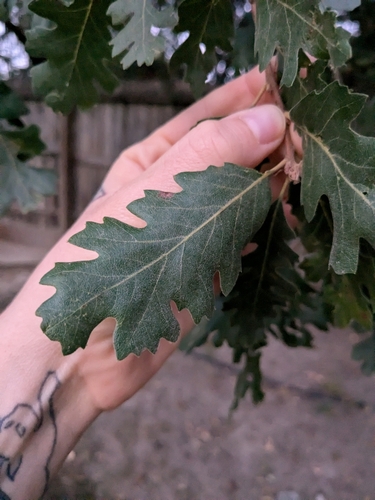 Oregon × valley oak