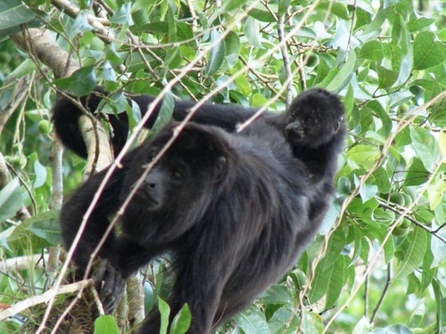 Yucatán Black Howler Monkey