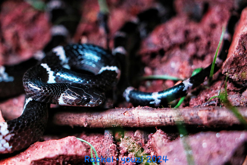 Boehme’s wolf Snake