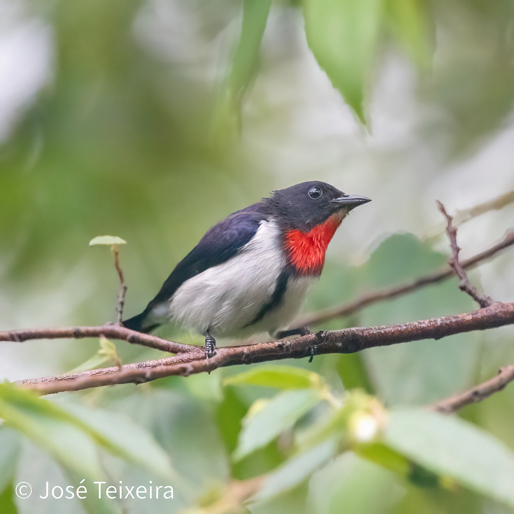 Red-chested Flowerpecker photo