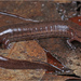 Many-lined Salamander - Photo (c) Jake Scott, all rights reserved, uploaded by Jake Scott