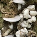 Aborted Entoloma - Photo (c) phillsfungi, all rights reserved, uploaded by phillsfungi