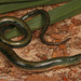 Eastern Glass Lizard - Photo (c) Jake Scott, all rights reserved, uploaded by Jake Scott