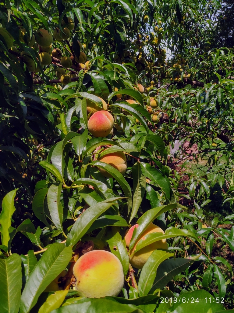 Durazno (Prunus persica) · NaturaLista Mexico