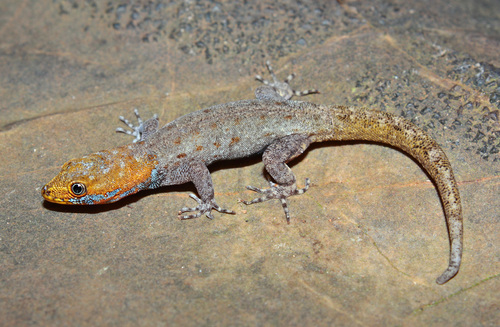 Yellow-headed Gecko