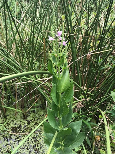 Physostegia correllii