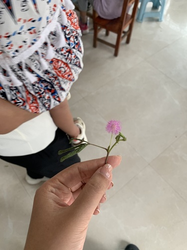 Sensitive Plant