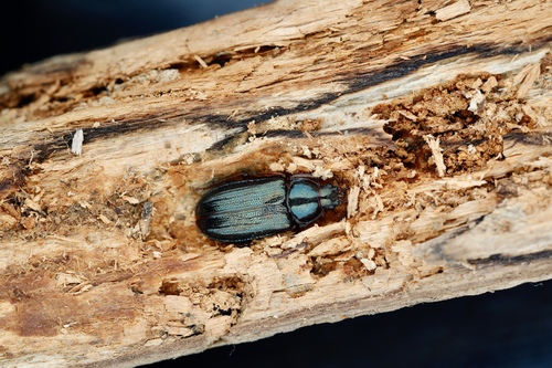 Platycerus canae