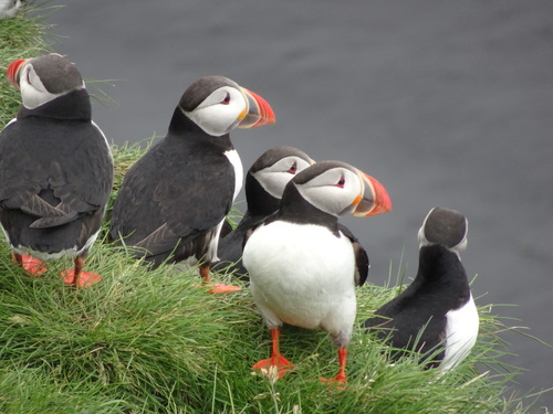 Atlantic Puffin