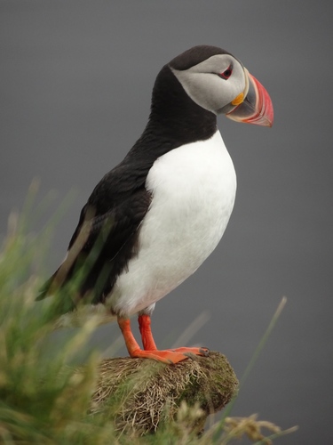Atlantic Puffin