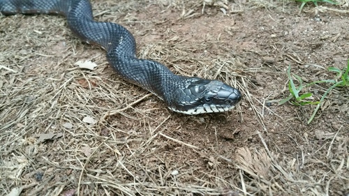 Central Ratsnake