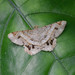 Chiasmia psammodes - Photo (c) WK Cheng, all rights reserved, uploaded by WK Cheng