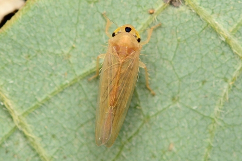 Phlogotettix