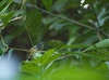 Striated Antbird - Photo (c) Will Sweet, all rights reserved, uploaded by Will Sweet