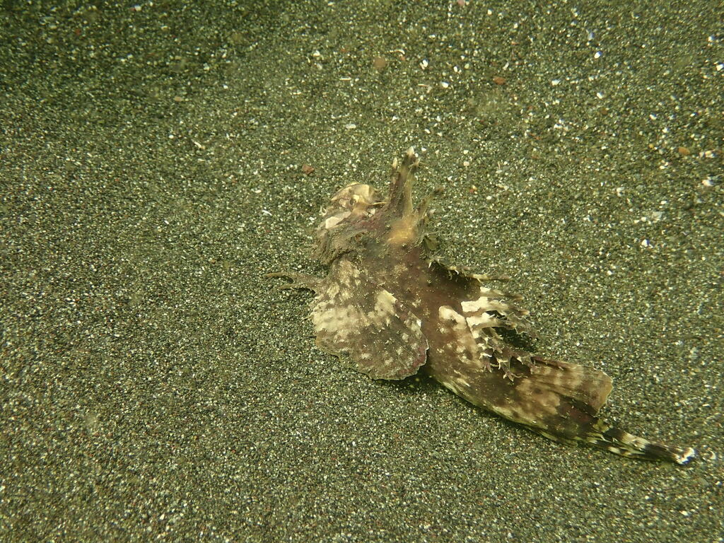 Devil Scorpionfish
