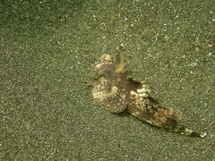 Devil Scorpionfish