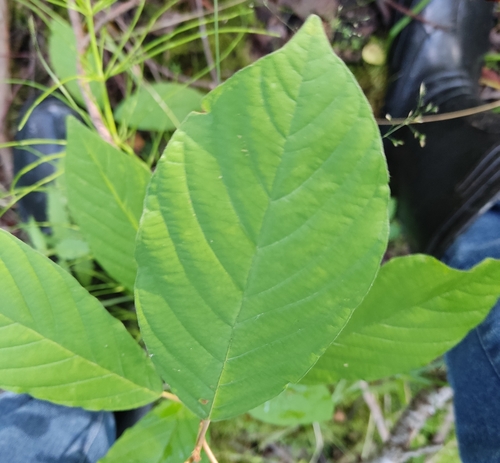 alder buckthorn