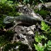 Herrera's Alligator Lizard - Photo (c) Raúl Caballero Jiménez, all rights reserved, uploaded by Raúl Caballero Jiménez