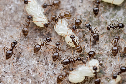 角胸前结蚁Prenolepis angularis