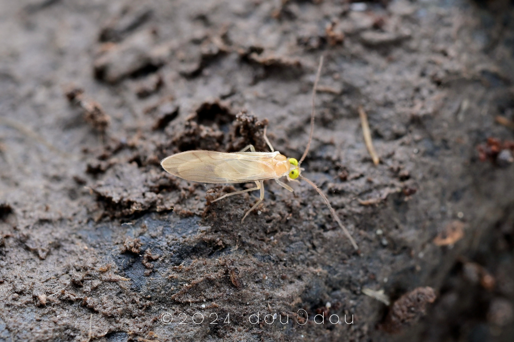 Parchula Insect Paracaeciliidae from 中国云南省迪庆藏族自治州维西傈僳族自治县 on August 2, 2024 at 10:56 AM ...