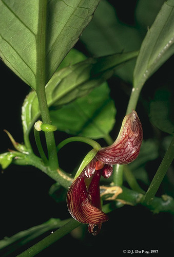 Impatiens silviana