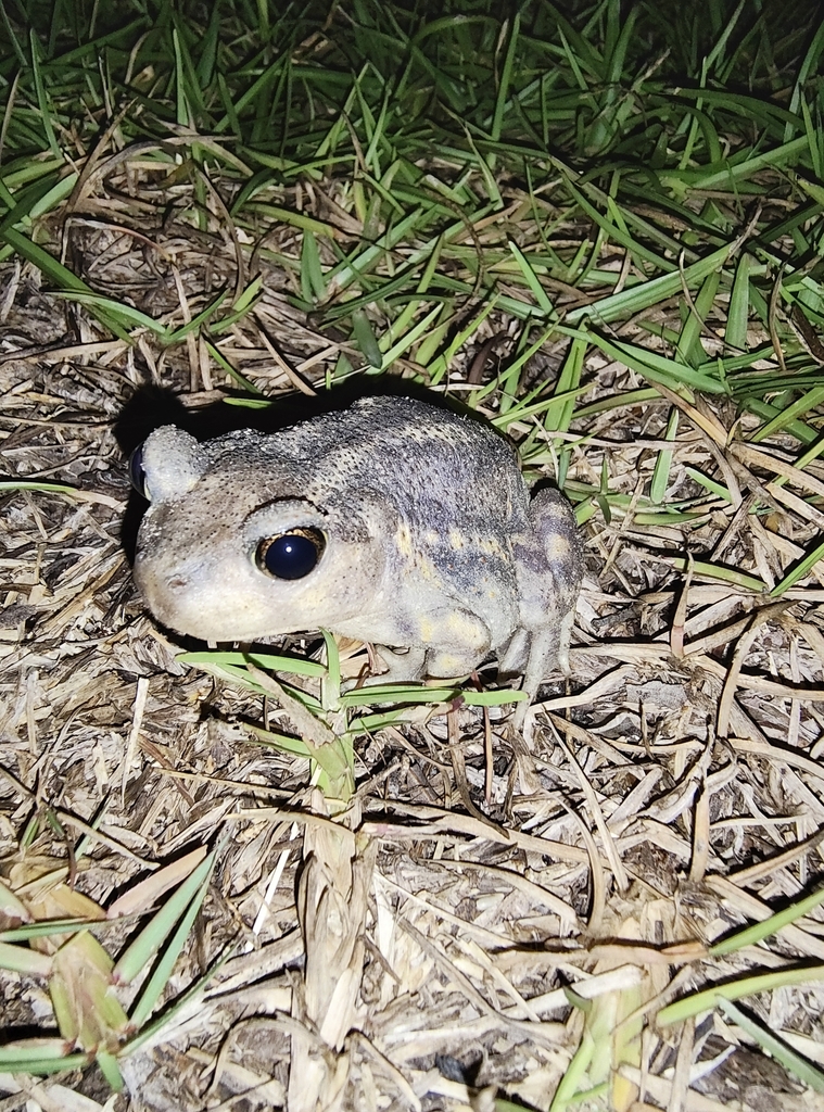 Scaphiopus holbrookii from Camden, SC 29020, USA on 2024년 09월 07일 (토) at 09:17 오후 by Mikol Dadisman · iNaturalist... 