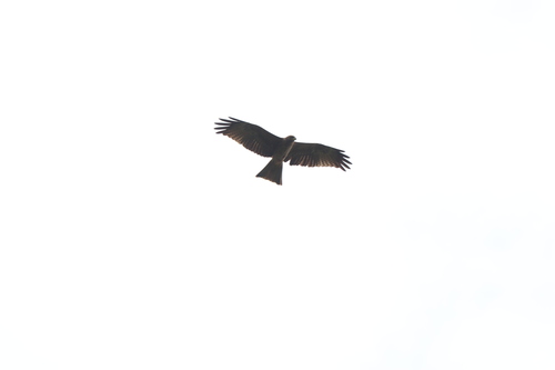 Black Kite