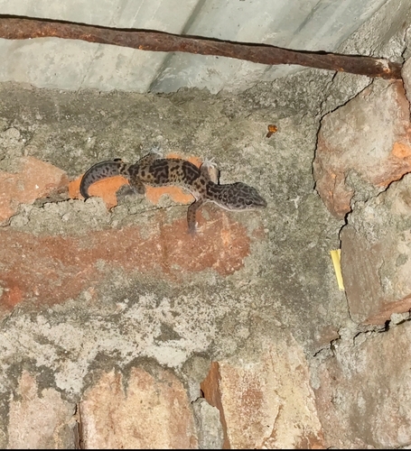 Common Leopard Gecko