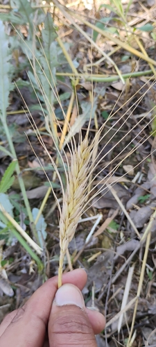Bread Wheat