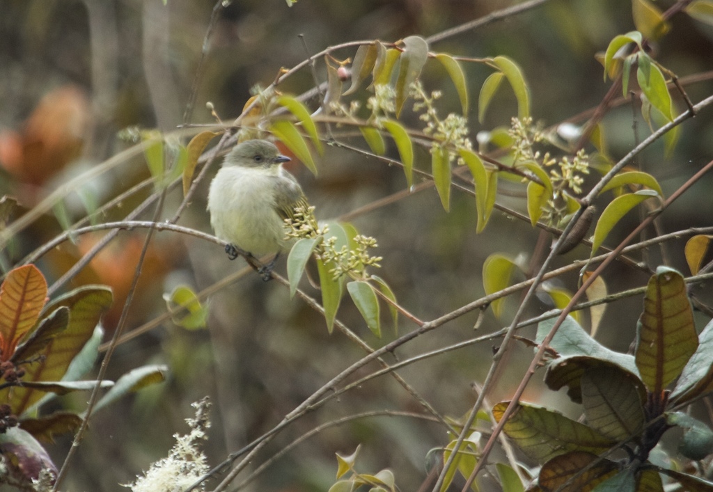 Bolivian Tyrannulet (Zimmerius bolivianus) photo