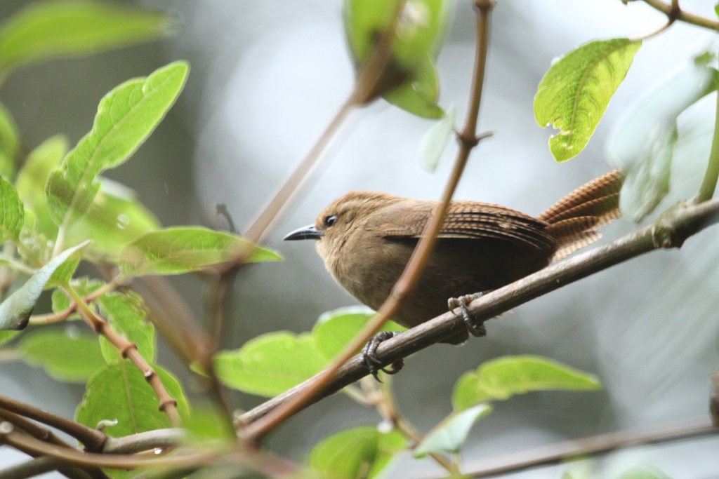 Fulvous Wren photo