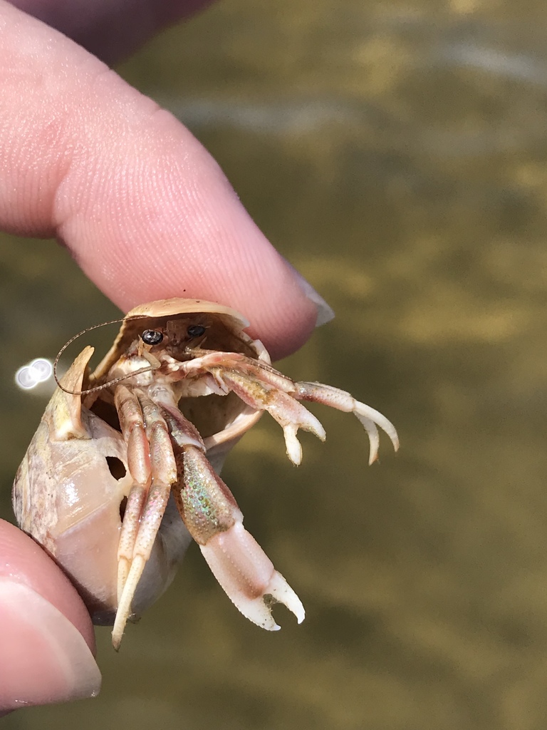 Long-wristed Hermit Crab