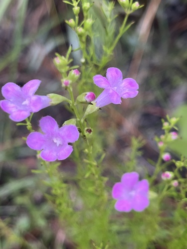 Agalinis georgiana