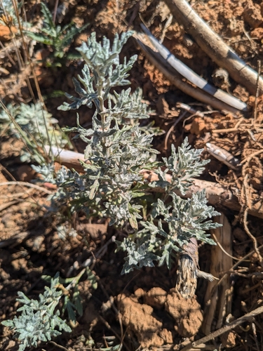 Common Woolly Sunflower foliage