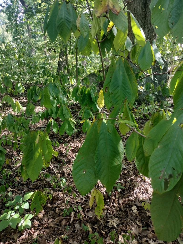 common pawpaw from Cabin John, MD 20818, USA on September 10, 2024 at ...