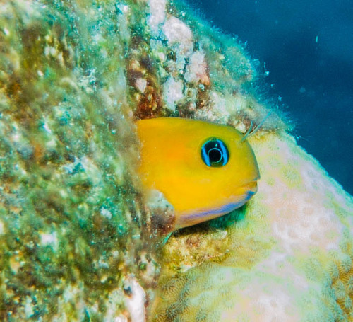 Midas Combtooth Blenny — seen at this dive site