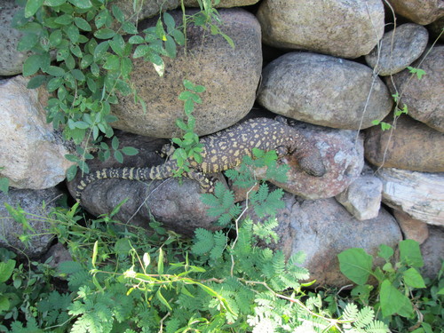 Rio Fuerte Beaded Lizard