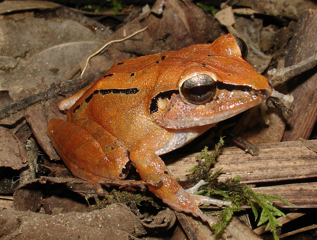 Clay Robber Frog (Haddadus binotatus)