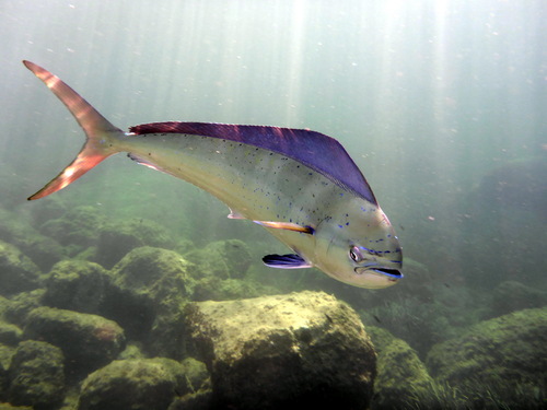 Common Dolphinfish