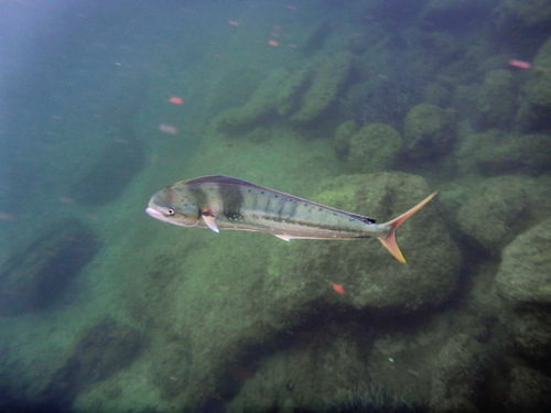 Common Dolphinfish